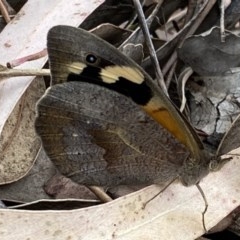 Heteronympha merope (Common Brown Butterfly) at Fadden, ACT - 13 Dec 2020 by RAllen