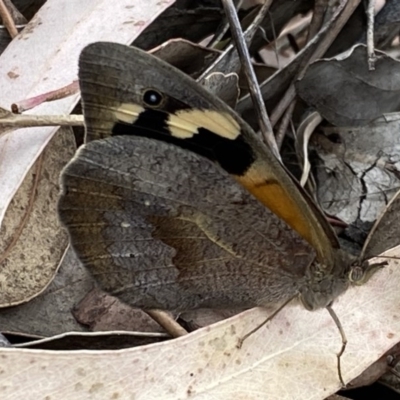 Heteronympha merope (Common Brown Butterfly) at Fadden, ACT - 13 Dec 2020 by RAllen