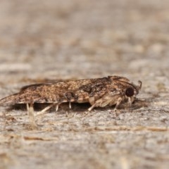 Tortricinae (subfamily) at Melba, ACT - 17 Nov 2020 10:11 PM