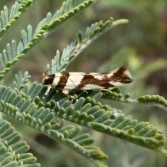Macrobathra desmotoma ( A Cosmet moth) at Tuggeranong Hill - 10 Dec 2018 by Owen