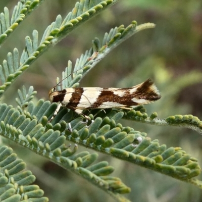 Macrobathra desmotoma ( A Cosmet moth) at Theodore, ACT - 10 Dec 2018 by owenh