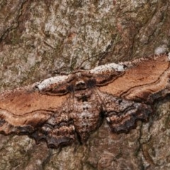 Pholodes sinistraria (Sinister or Frilled Bark Moth) at Melba, ACT - 17 Nov 2020 by kasiaaus