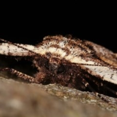 Pholodes sinistraria at Melba, ACT - 17 Nov 2020 10:15 PM