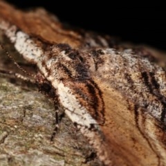 Pholodes sinistraria at Melba, ACT - 17 Nov 2020