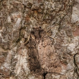 Proteuxoa provisional species 5 at Melba, ACT - 17 Nov 2020