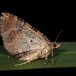 Epyaxa (genus) at Melba, ACT - 17 Nov 2020