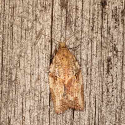 Epiphyas postvittana (Light Brown Apple Moth) at Melba, ACT - 17 Nov 2020 by kasiaaus