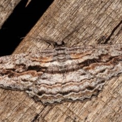 Scioglyptis chionomera (Grey Patch Bark Moth) at Melba, ACT - 17 Nov 2020 by kasiaaus
