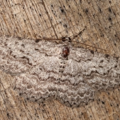 Psilosticha absorpta (Fine-waved Bark Moth) at Melba, ACT - 17 Nov 2020 by kasiaaus