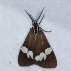 Nyctemera amicus at Melba, ACT - 17 Nov 2020 11:43 PM