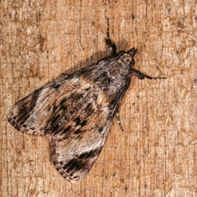 Salma pyrastis (A Pyralid moth (Epipaschiinae) at Melba, ACT - 17 Nov 2020 by kasiaaus
