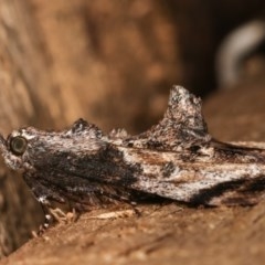 Salma pyrastis at Melba, ACT - 17 Nov 2020 11:49 PM