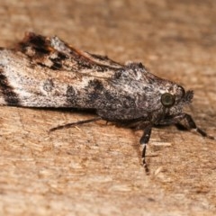 Salma pyrastis at Melba, ACT - 17 Nov 2020 11:49 PM