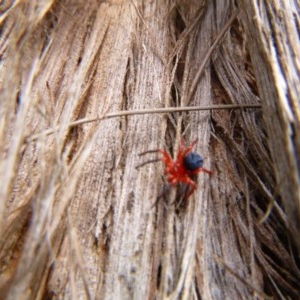 Nicodamidae (family) at Tathra, NSW - 14 Dec 2020