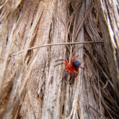 Nicodamidae (family) (Red and Black Spider) at Tathra Public School - 13 Dec 2020 by TathraPreschool