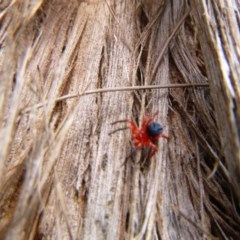 Nicodamidae (family) (Red and Black Spider) at Tathra, NSW - 13 Dec 2020 by TathraPreschool