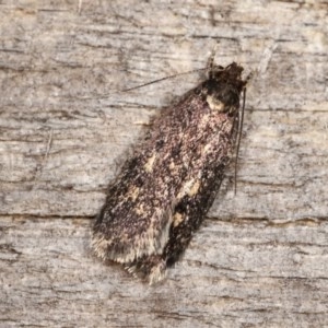 Barea (genus) at Melba, ACT - 17 Nov 2020