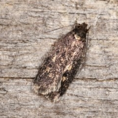 Barea (genus) (A concealer moth) at Melba, ACT - 17 Nov 2020 by kasiaaus