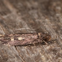 Barea (genus) at Melba, ACT - 17 Nov 2020