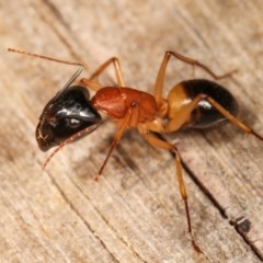 Camponotus consobrinus (Banded sugar ant) at Melba, ACT - 11 Nov 2020 by kasiaaus