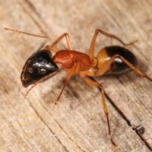 Camponotus consobrinus at Melba, ACT - 11 Nov 2020