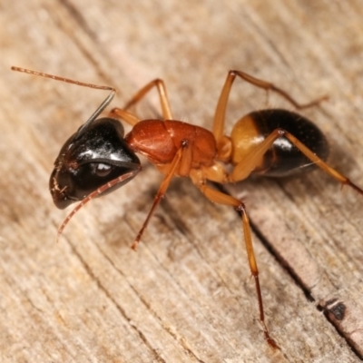 Camponotus consobrinus (Banded sugar ant) at Melba, ACT - 11 Nov 2020 by kasiaaus