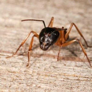 Camponotus consobrinus at Melba, ACT - 11 Nov 2020