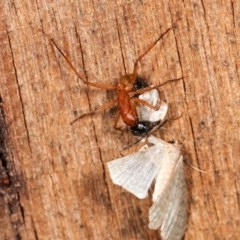 Camponotus consobrinus at Melba, ACT - 11 Nov 2020