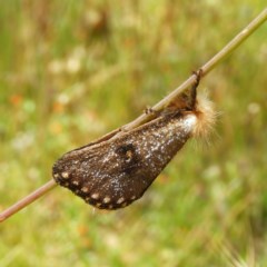 Epicoma contristis (Yellow-spotted Epicoma Moth) at Kambah, ACT - 10 Dec 2020 by MatthewFrawley