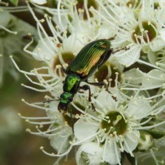 Lepturidea viridis (Green comb-clawed beetle) at Kambah, ACT - 10 Dec 2020 by MatthewFrawley