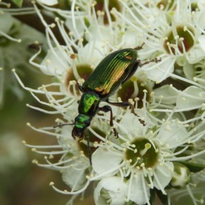 Lepturidea viridis at Kambah, ACT - 10 Dec 2020
