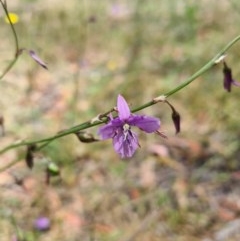 Arthropodium fimbriatum (Nodding Chocolate Lily) at Aranda Bushland - 14 Dec 2020 by leith7