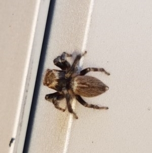 Maratus griseus at Lyneham, ACT - 14 Dec 2020