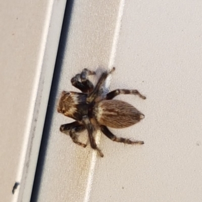 Maratus griseus (Jumping spider) at Sullivans Creek, Lyneham South - 14 Dec 2020 by trevorpreston