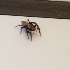 Maratus griseus at Lyneham, ACT - 14 Dec 2020 01:44 PM