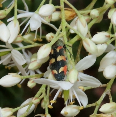 Castiarina sexplagiata (Jewel beetle) at Tuggeranong Hill - 14 Dec 2020 by Owen