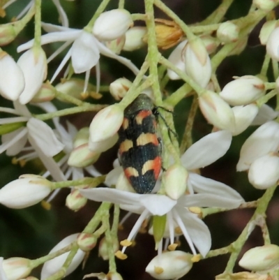 Castiarina sexplagiata (Jewel beetle) at Theodore, ACT - 14 Dec 2020 by owenh
