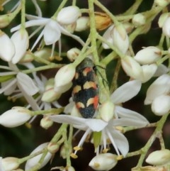 Castiarina sexplagiata (Jewel beetle) at Theodore, ACT - 14 Dec 2020 by Owen