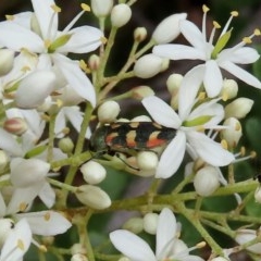 Castiarina sexplagiata at Theodore, ACT - 14 Dec 2020 12:33 PM