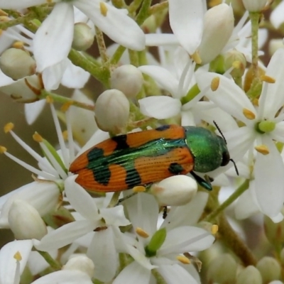 Castiarina scalaris (Scalaris jewel beetle) at Tuggeranong Hill - 14 Dec 2020 by Owen