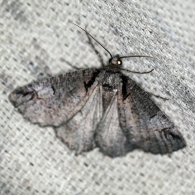 Austroterpna paratorna (Rounded Grey (Geometrinae)) at O'Connor, ACT - 9 Dec 2020 by ibaird