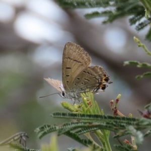 Jalmenus ictinus at Theodore, ACT - 14 Dec 2020