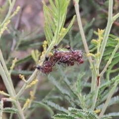 Jalmenus ictinus at Theodore, ACT - 14 Dec 2020