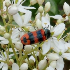 Castiarina crenata (Jewel beetle) at Theodore, ACT - 14 Dec 2020 by owenh