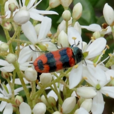 Castiarina crenata (Jewel beetle) at Tuggeranong Hill - 14 Dec 2020 by Owen