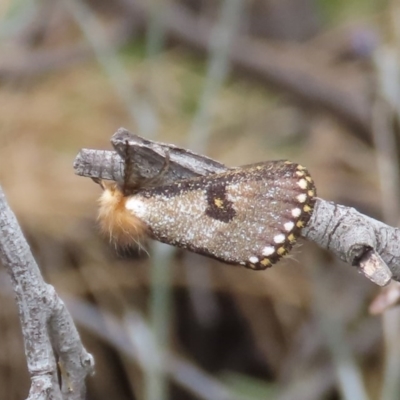 Epicoma contristis (Yellow-spotted Epicoma Moth) at Theodore, ACT - 14 Dec 2020 by owenh