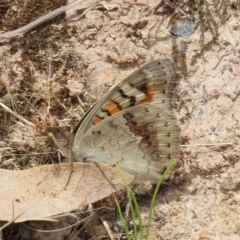 Junonia villida (Meadow Argus) at Theodore, ACT - 14 Dec 2020 by Owen