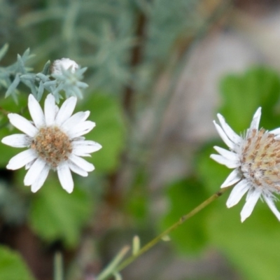 Rhodanthe anthemoides (Chamomile Sunray) at Burrinjuck Nature Reserve - 12 Dec 2020 by trevsci