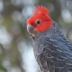 Callocephalon fimbriatum at O'Malley, ACT - 13 Dec 2020