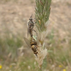 Australiphthiria hilaris at Isaacs, ACT - 14 Dec 2020